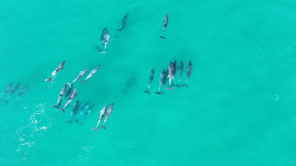 Een school dolfijnen in het turquoise ondiepe water voor Tergniet