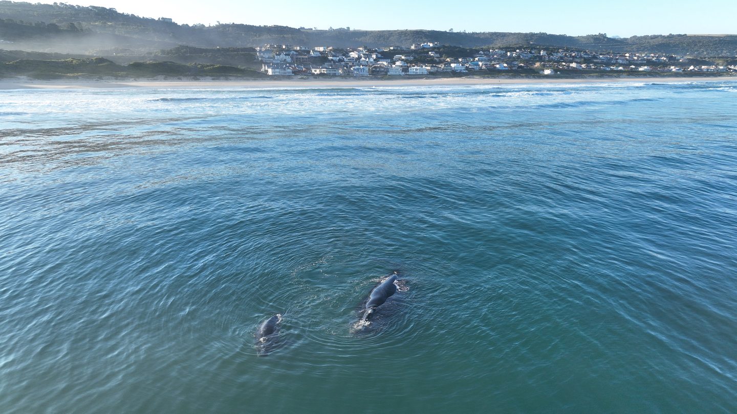 Ein Südkaper-Weibchen mit ihrem Kalb direkt vor dem Strand von Tergniet