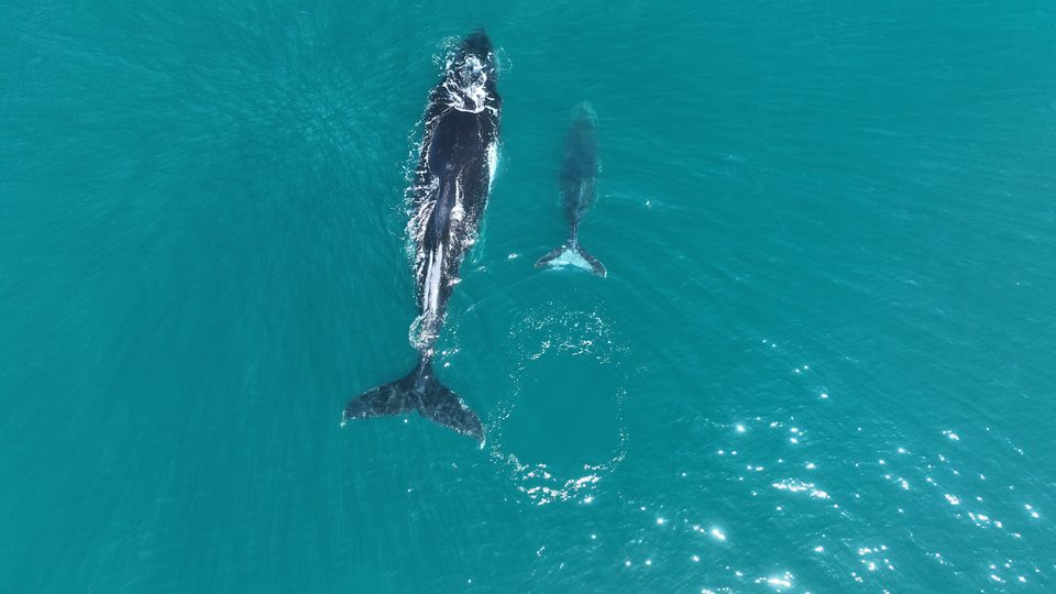 A whale and her calf in turquoise water off the Tergniet beach