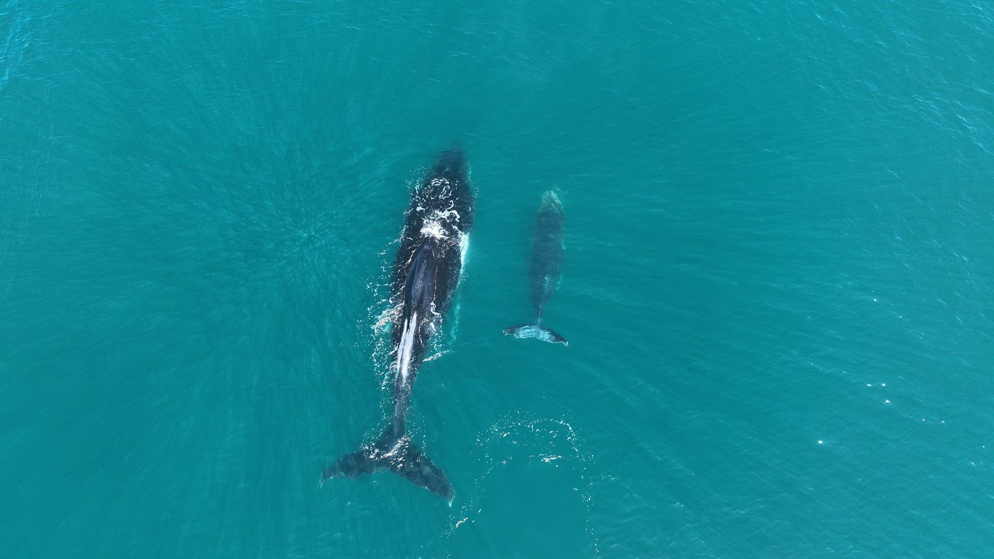 Southern right whale with her calf alongside, in the bay at Tergniet
