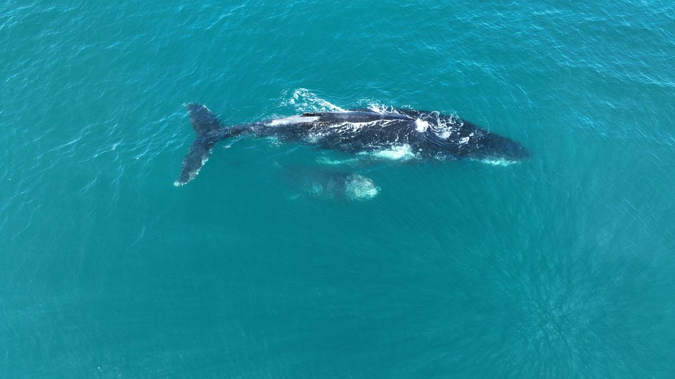 A whale rolling at the surface
