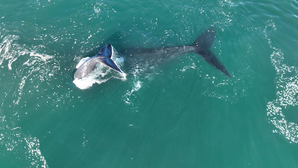 A whale turning below the drone